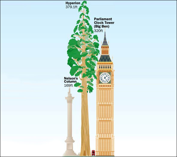 اطول شجرة في العالم