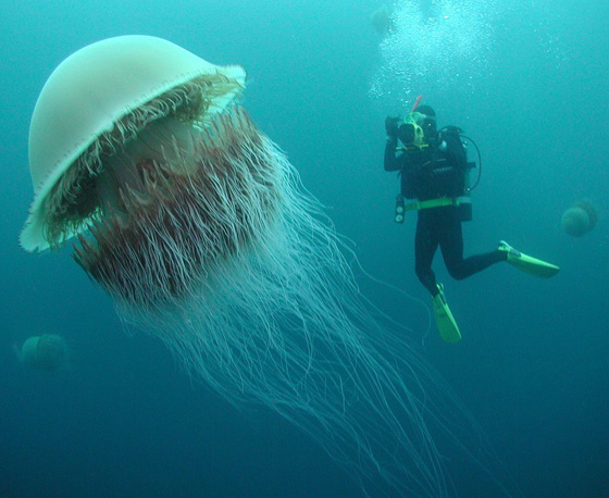 صورة رقم 13 - تعرفوا على أخطر انواع الكائنات البحرية.. أحدها يمكنه أكل إنسان في دقائق صورة رقم 13 - تعرفوا على أخطر انواع الكائنات البحرية.. أحدها يمكنه أكل إنسان في دقائق