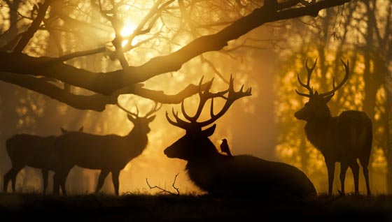 صورة رقم 17 - 26 صورة مبهرة وساحرة للإبداع والجمال المستوحى من الطبيعة صورة رقم 17 - 26 صورة مبهرة وساحرة للإبداع والجمال المستوحى من الطبيعة