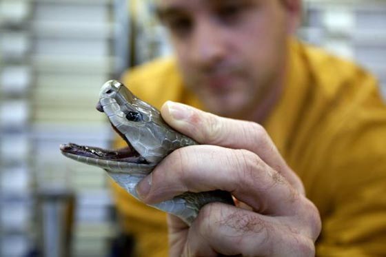 أكثر 10 خرافات منتشرة عن جسم الإنسان.. لا تصدّقها! صورة رقم 9 أكثر 10 خرافات منتشرة عن جسم الإنسان.. لا تصدّقها! صورة رقم 9