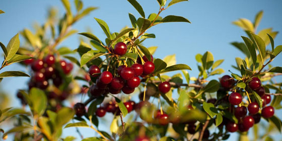 تعرفوا على اهم فوائد الكرز! صورة رقم 6