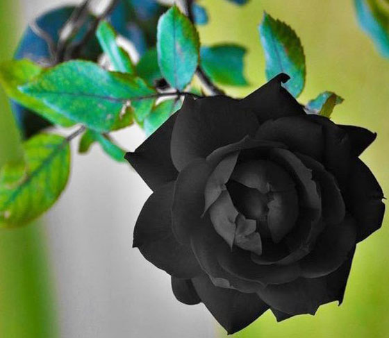 صور فصيلة نادرة من الورد الأسود تنمو بقرية هالفيتى التركية
