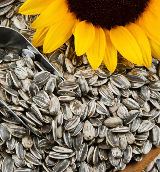 لفوائدها المذهلة.. إليكم 4 من أبرز البذور الصحية التي يحتاجها الجسم صورة رقم 4