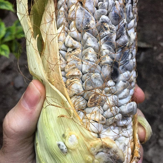 بالصور.. أغرب وجبات الفطور حول العالم صورة رقم 5 بالصور.. أغرب وجبات الفطور حول العالم صورة رقم 5