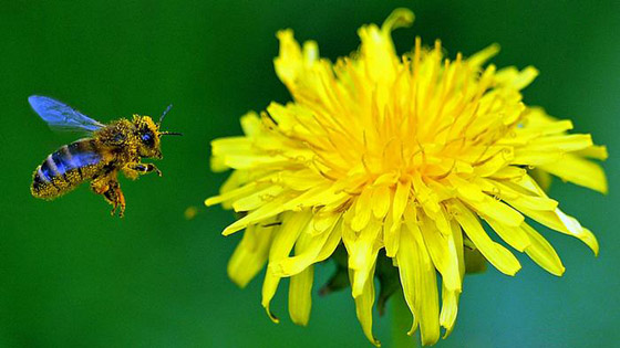 علاج وغذاء.. أعشاب ونباتات متنوعة لم تسمع بفوائدها المذهلة من قبل! صورة رقم 1