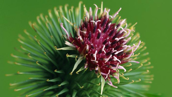 علاج وغذاء.. أعشاب ونباتات متنوعة لم تسمع بفوائدها المذهلة من قبل! صورة رقم 3