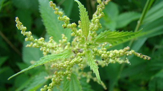 علاج وغذاء.. أعشاب ونباتات متنوعة لم تسمع بفوائدها المذهلة من قبل! صورة رقم 5