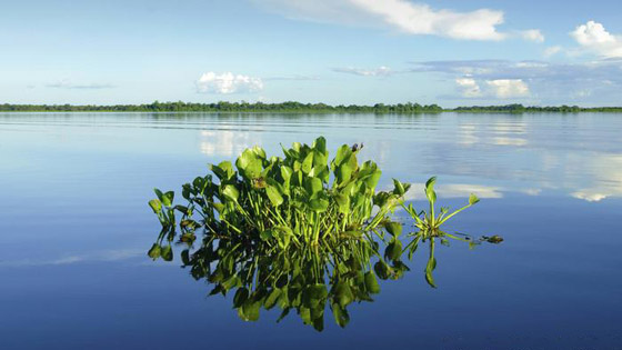علاج وغذاء.. أعشاب ونباتات متنوعة لم تسمع بفوائدها المذهلة من قبل! صورة رقم 7