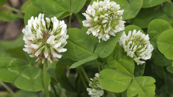 علاج وغذاء.. أعشاب ونباتات متنوعة لم تسمع بفوائدها المذهلة من قبل! صورة رقم 9