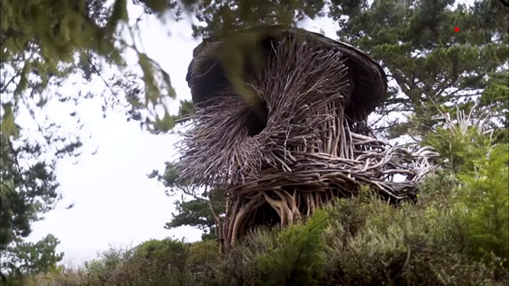 بالفيديو: تعرفوا على الرجل الذي يبني أعشاش للبشر وليس للطيور صورة رقم 2