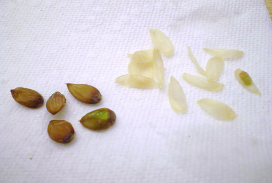 10 فوائد صحية مذهلة لبذور البرتقال ستجعلكم تحرصون على تناولها يوميا صورة رقم 4 10 فوائد صحية مذهلة لبذور البرتقال ستجعلكم تحرصون على تناولها يوميا صورة رقم 4