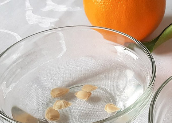 10 فوائد صحية مذهلة لبذور البرتقال ستجعلكم تحرصون على تناولها يوميا صورة رقم 6 10 فوائد صحية مذهلة لبذور البرتقال ستجعلكم تحرصون على تناولها يوميا صورة رقم 6