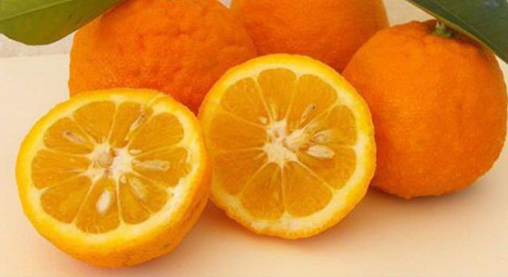 10 فوائد صحية مذهلة لبذور البرتقال ستجعلكم تحرصون على تناولها يوميا صورة رقم 7 10 فوائد صحية مذهلة لبذور البرتقال ستجعلكم تحرصون على تناولها يوميا صورة رقم 7