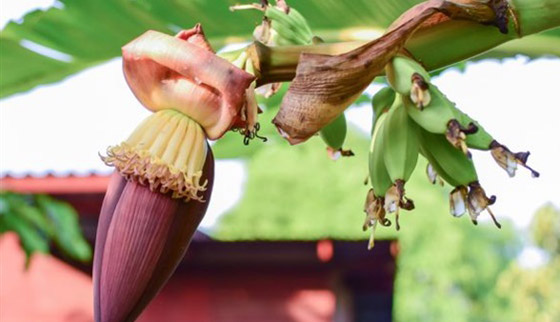 صلصة الجراد، قنديل البحر وأزهار الموز-  وجبات غريبة قد تصبح أساس طعامنا صورة رقم 3