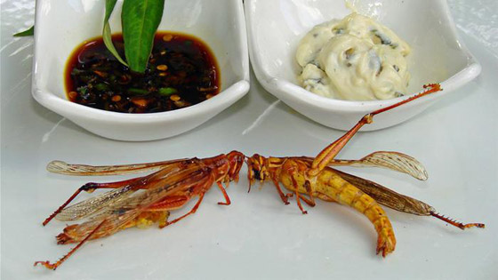 صلصة الجراد، قنديل البحر وأزهار الموز-  وجبات غريبة قد تصبح أساس طعامنا صورة رقم 2