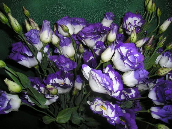    2 -      15      