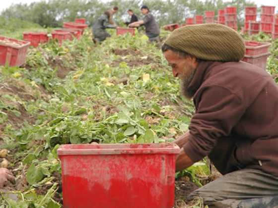 بالفيديو: لماذا تعتبر هذه البطاطس الفرنسية الأغلى بالعالم؟ ما يميزها؟ صورة رقم 7