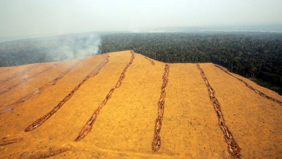 اللحوم النباتية: هل يمكن للبدائل النباتية تعويض اللحوم؟ هل هي صحية؟ صورة رقم 6