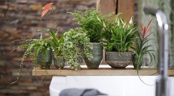 أفضل 5 نباتات توضع في غرفة الحمام صورة رقم 6