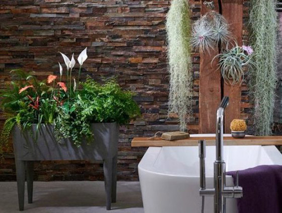 أفضل 5 نباتات توضع في غرفة الحمام صورة رقم 2