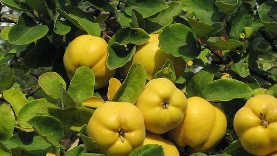 يُقال إنها سبقت التفاحة.. ما هي فوائد هذه الفاكهة؟! صورة رقم 6