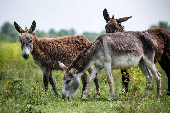1130 دولارا للكيلو.. جبن الحمير في صربيا هو الجبن الأغلى في العالم! صورة رقم 4