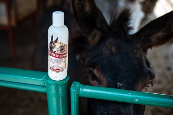 1130 دولارا للكيلو.. جبن الحمير في صربيا هو الجبن الأغلى في العالم! صورة رقم 5