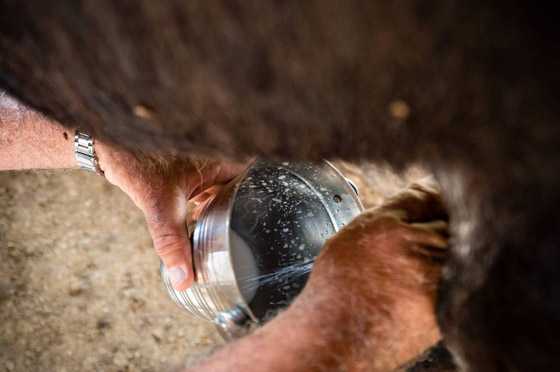 1130 دولارا للكيلو.. جبن الحمير في صربيا هو الجبن الأغلى في العالم! صورة رقم 6