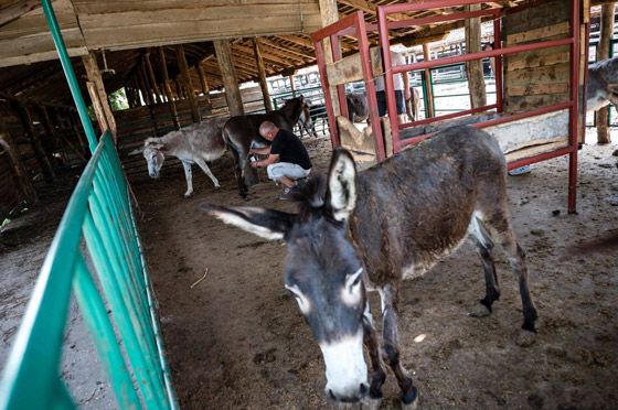 1130 دولارا للكيلو.. جبن الحمير في صربيا هو الجبن الأغلى في العالم! صورة رقم 7