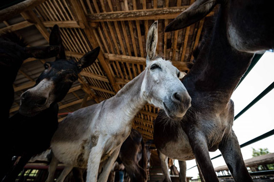 1130 دولارا للكيلو.. جبن الحمير في صربيا هو الجبن الأغلى في العالم! صورة رقم 8