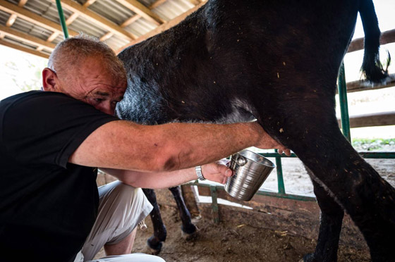1130 دولارا للكيلو.. جبن الحمير في صربيا هو الجبن الأغلى في العالم! صورة رقم 9