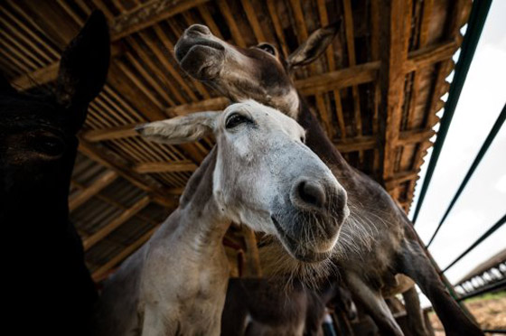 1130 دولارا للكيلو.. جبن الحمير في صربيا هو الجبن الأغلى في العالم! صورة رقم 10