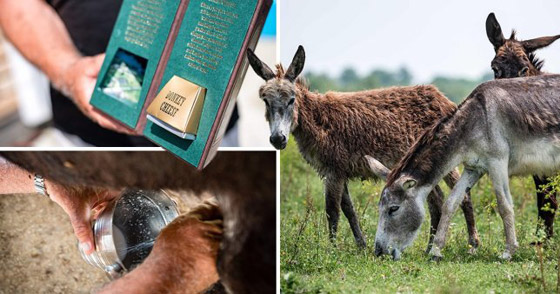 1130 دولارا للكيلو.. جبن الحمير في صربيا هو الجبن الأغلى في العالم! صورة رقم 1