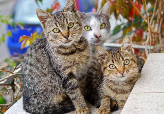 إليكم 10 أمراض معدية التي تنتقل من الحيوانات إلى البشر صورة رقم 2 إليكم 10 أمراض معدية التي تنتقل من الحيوانات إلى البشر صورة رقم 2