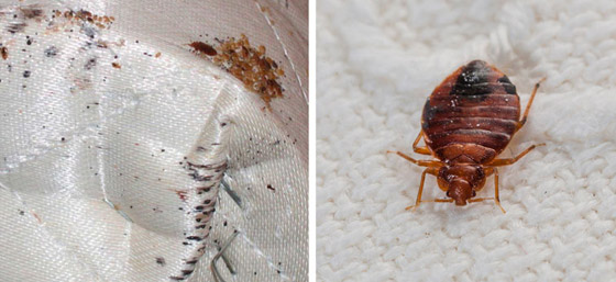 طرق سهلة لمعالجة لدغات الحشرات صورة رقم 3