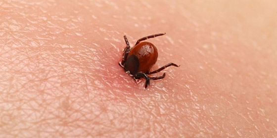 طرق سهلة لمعالجة لدغات الحشرات صورة رقم 2