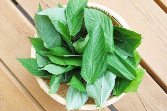 الملوخية أم الملوكية؟ تعرف على أصل هذا الطبق الملوكي صورة رقم 8