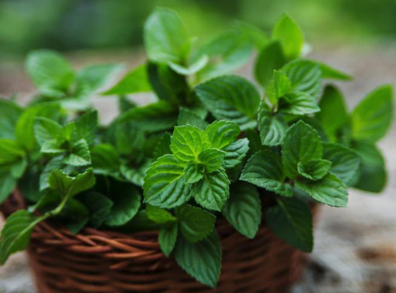 أغذية طبيعية تغنيك عن الدواء تعرّف عليها صورة رقم 4