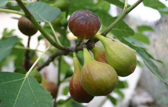 التين: فوائده، الآثار الجانية له، وأهم النصائح لزيادة تناوله صورة رقم 7