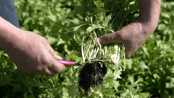 صور: 8 أنواع من الخضروات في أسواق ألمانيا قد لا تتعرف عليها! صورة رقم 3