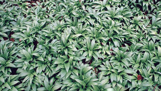 صور: 8 أنواع من الخضروات في أسواق ألمانيا قد لا تتعرف عليها! صورة رقم 4