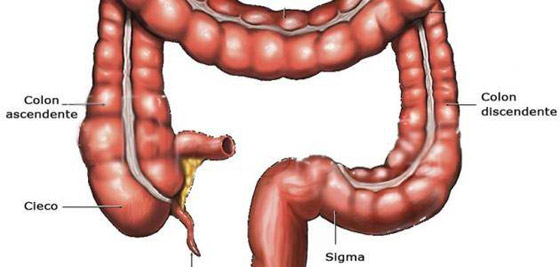 أعضاء في جسمنا يمكن العيش من دونها صورة رقم 4