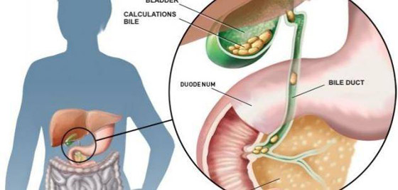 أعضاء في جسمنا يمكن العيش من دونها صورة رقم 5