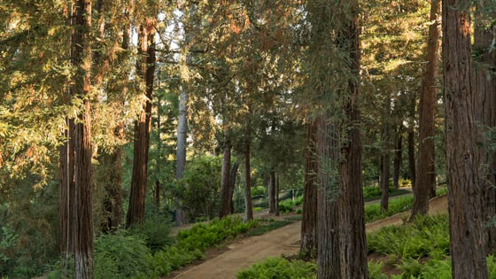 أغلى منزل للبيع في أمريكا.. تحفة فنية وحدائق تحت الأرض! فيديو وصور صورة رقم 27