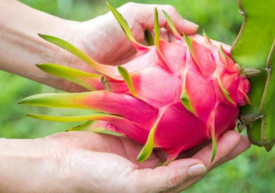 فاكهة التنين.. فوائد مذهلة قد لا يعرفها الكثيرون! صورة رقم 10