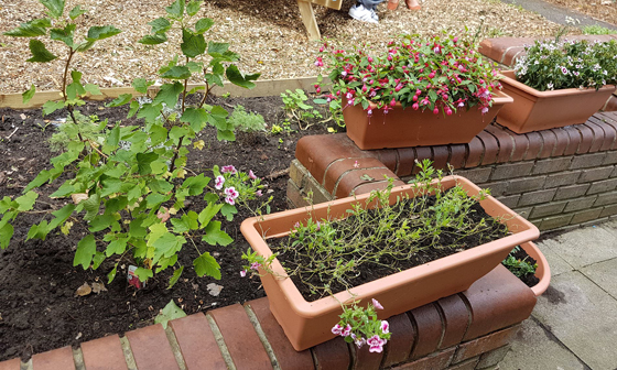 علاج لمرضى الاكتئاب.. بالنباتات صورة رقم 3