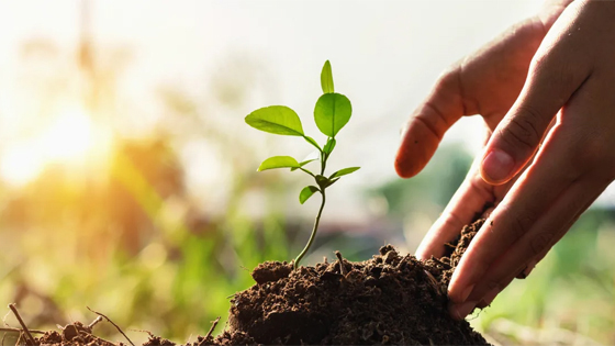 علاج لمرضى الاكتئاب.. بالنباتات صورة رقم 7