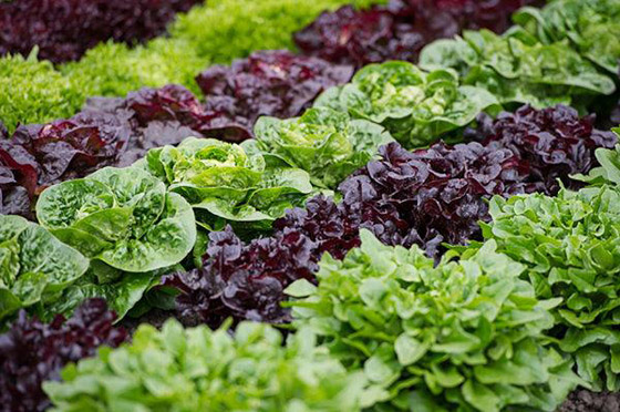 هل تفضل الخس الأحمر أم الأخضر؟.. إليك الفوارق والفوائد صورة رقم 2