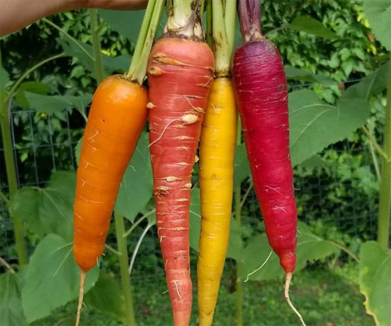 8 أطعمة للتخلص من رائحة الفم الكريهة صورة رقم 1