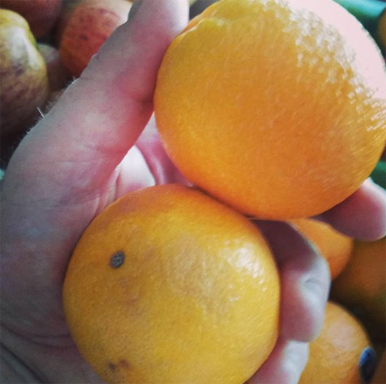 8 أطعمة للتخلص من رائحة الفم الكريهة صورة رقم 6